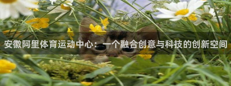k1体育棋牌：安徽阿里体育运动中心：一个融合创意与科技的创新空间